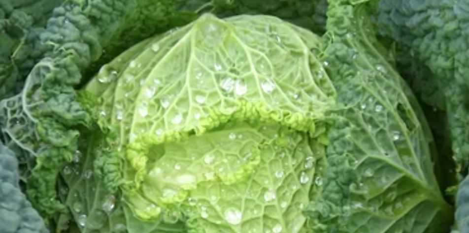 Kale: ¿la verdura con más calcio que la leche y más vitamina C que la naranja?
