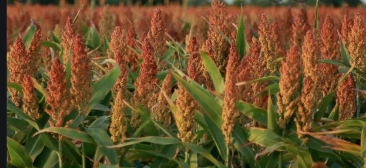 SORGO: un cereal con propiedades beneficiosas para el organismo y también para la cocina libre de gluten